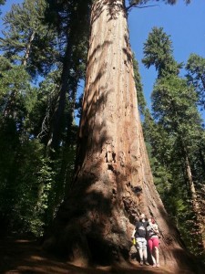 redwood